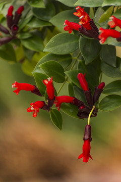 紅花