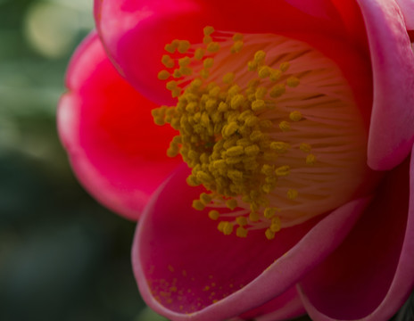 茶花