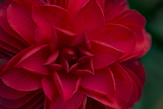 茶花