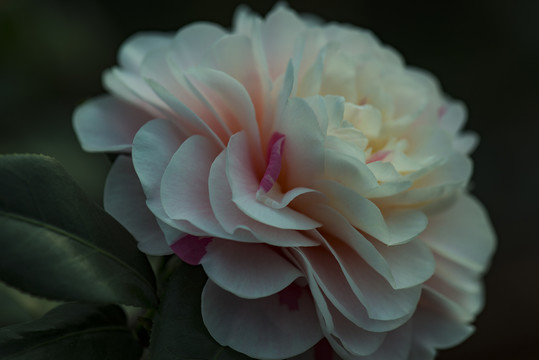 茶花 富貴 高清 花朵 分層圖