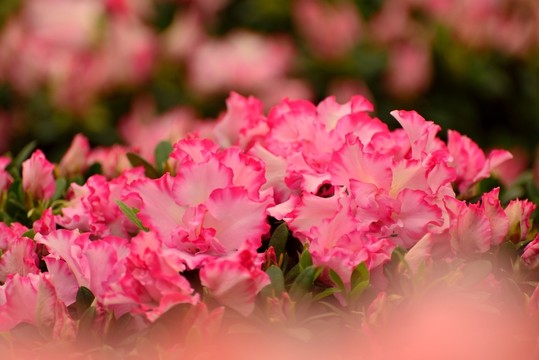 杜鵑花