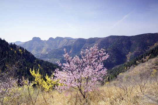 山桃花