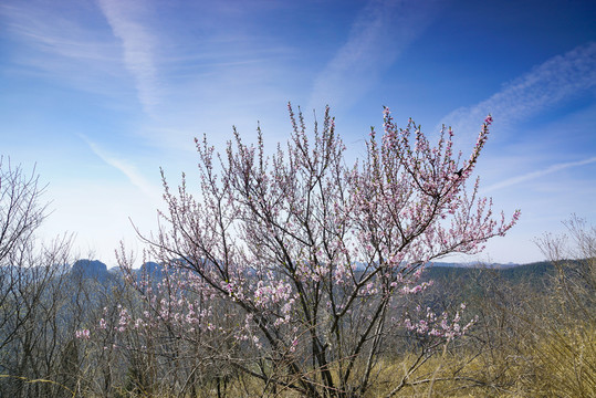 仰天山 桃花 春天