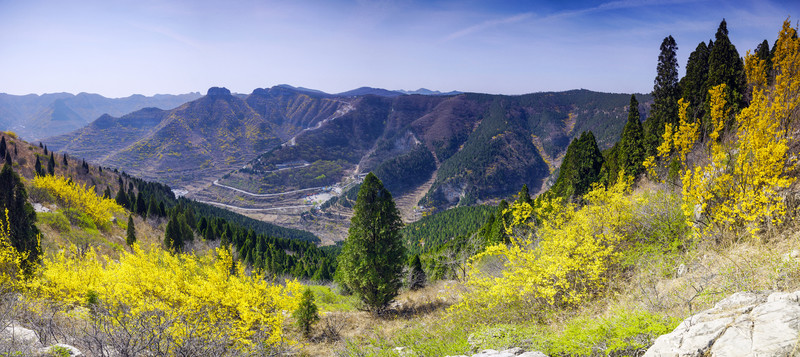 仰天山 連翹 春天