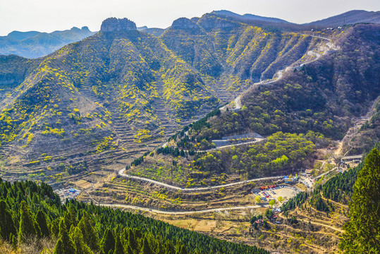 仰天山 連翹 春天