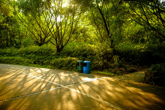 陽光樹林小路