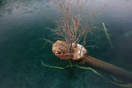 箭竹海