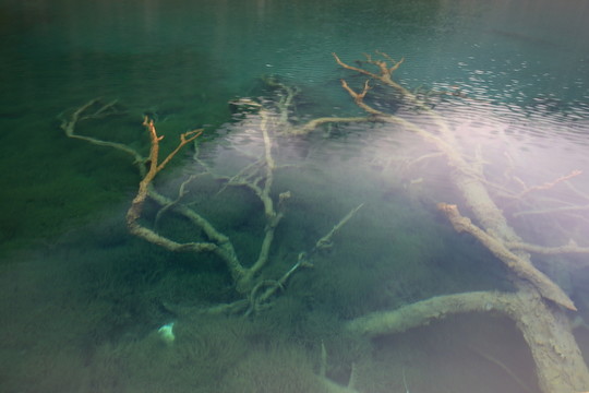 箭竹海