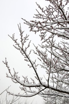 梅枝 白雪