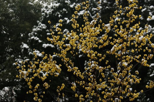 臘梅
