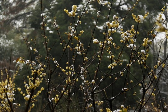 臘梅