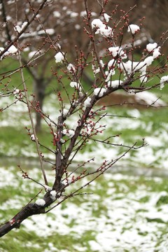 梅花