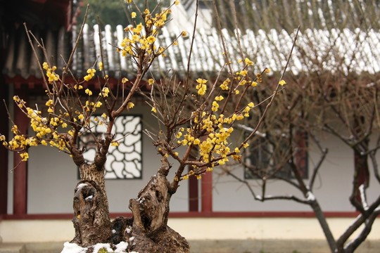臘梅