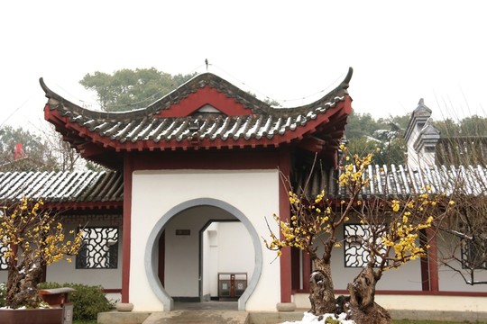 臘梅