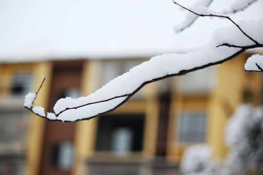 雪景