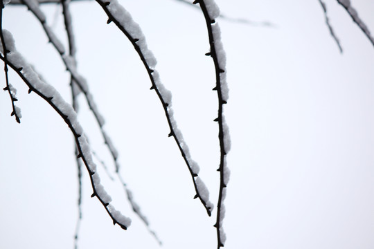 雪景