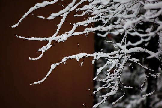 雪景
