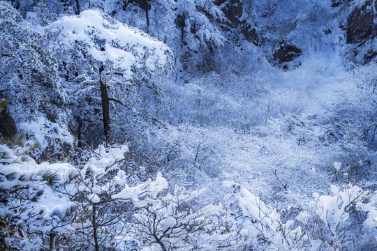 黃山霧菘