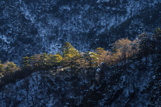黃山松