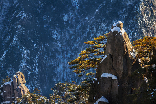 黃山雪松