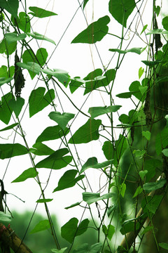 大棚種植 植物園 藤蔓
