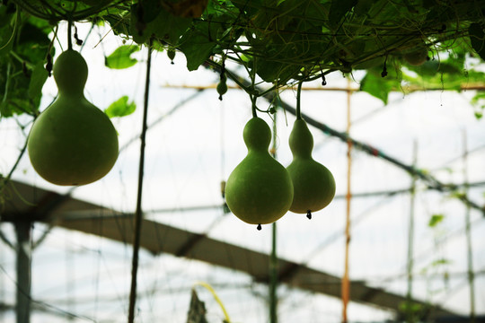 瓜 蔬菜 植物