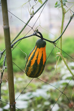 瓜 蔬菜 植物