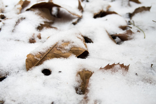 雪景特寫