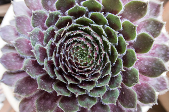 多肉植物
