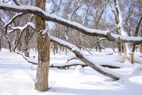 冬雪
