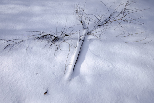 冬雪