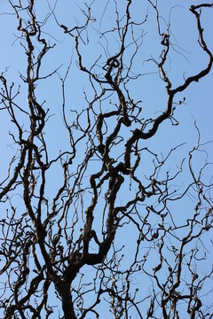 樹(shù)枝