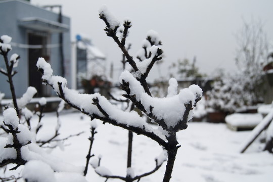雪
