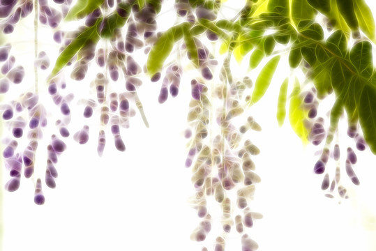 紫藤花
