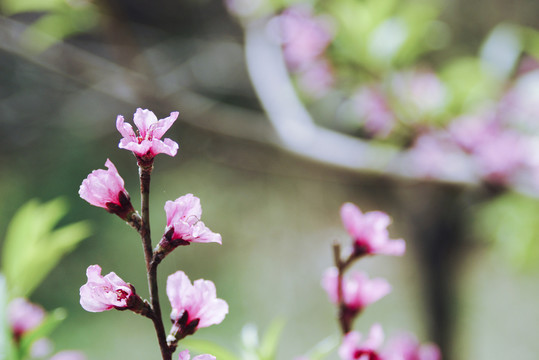 桃花枝