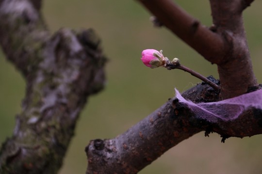 桃花