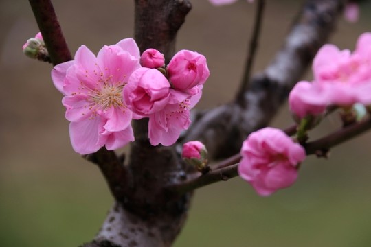 桃花