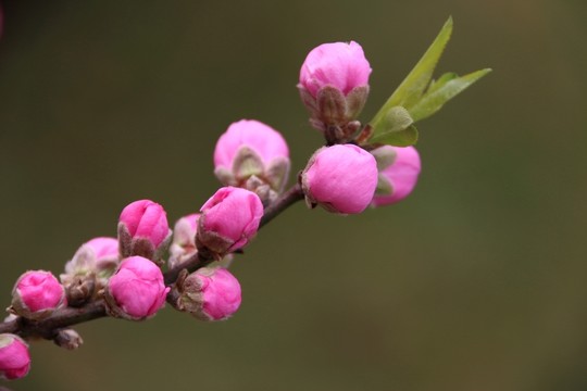 桃花