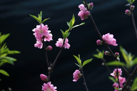 桃花