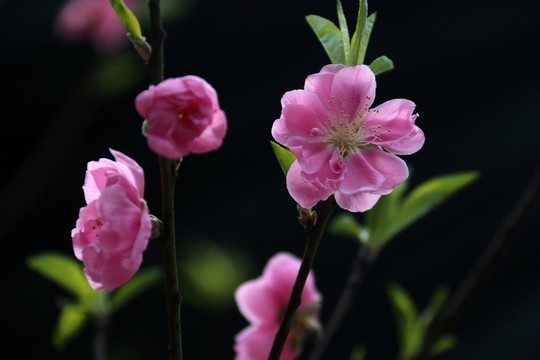 桃花