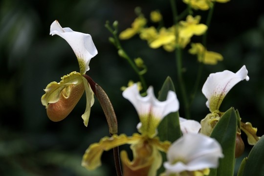 蘭花