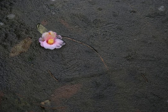 冰凍落花