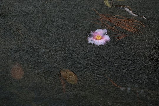 冰凍落花