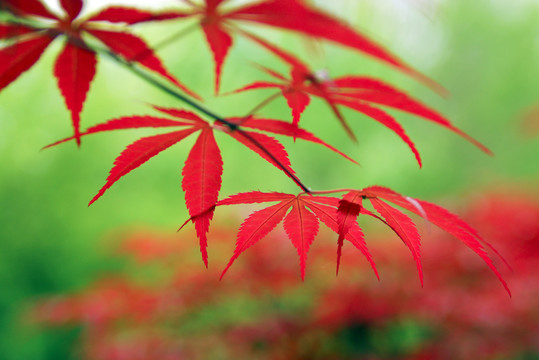 紅楓
