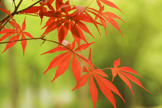 紅楓