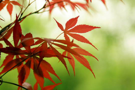 紅楓
