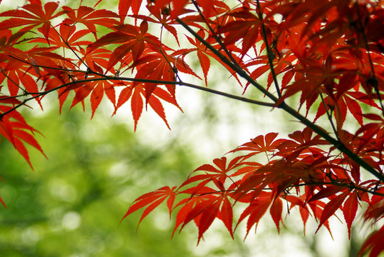 紅楓