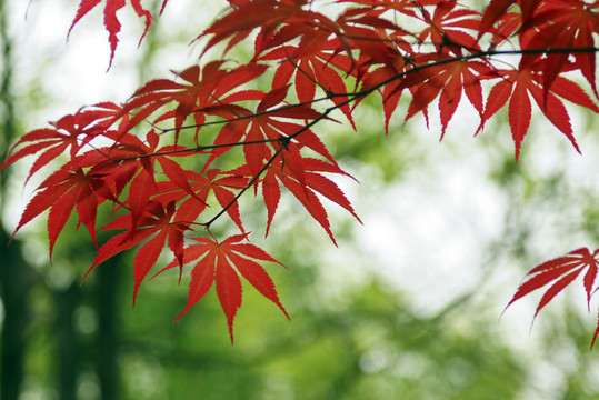 紅楓