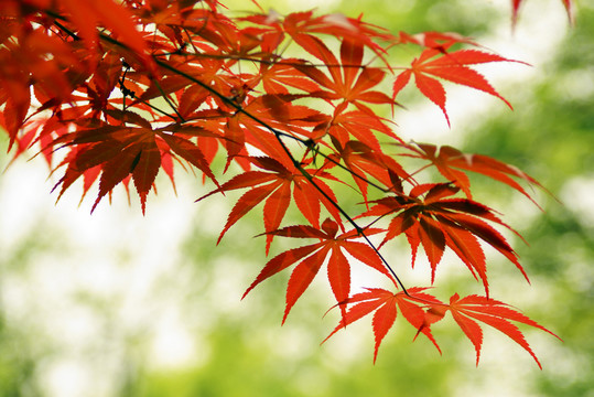 紅楓
