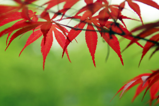 紅楓